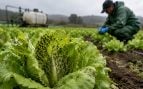 Plaga de pulgón en Galicia, lechugas de Pontevedra con pulgón, pulgones lechugas gallegas, plaga agrícola en Galicia.