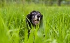 Perros, animales, mascotas