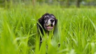 Perros, animales, mascotas