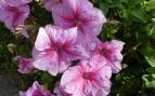 Flores, planta, Navarra, curiosidades