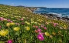 Carpobrotus edulis, planta invasora, plantas