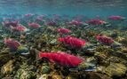 Estados Unidos, peces, salmones, pez