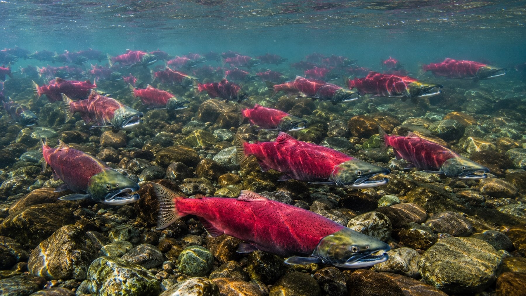 Recreación de salmones rosados nadando río arriba en Estados Unidos.