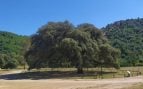 Árbol, Sevilla, naturaleza