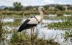 Cigüeña con GPS, aves, naturaleza