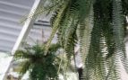 Plantas en balcón
