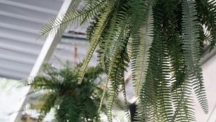 Plantas en balcón