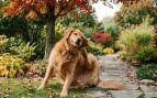 Perro, animales, mascotas