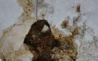 Jupol Marlaska deterioro comisarías