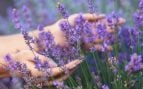 Las plantas aromáticas