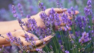 Las plantas aromáticas