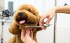 Cortarle el pelo al perro