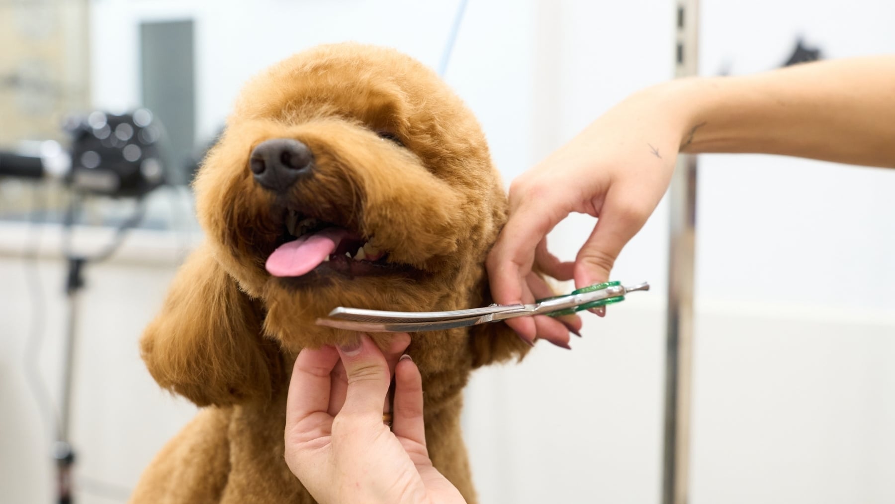 Ni se te ocurra cortarle el pelo a tu perro en temporada de calor: es un error y puede ser fatal para su salud