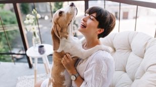 Perro, animales, mascotas