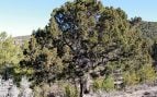 Árboles, sabina, Aragón, naturaleza
