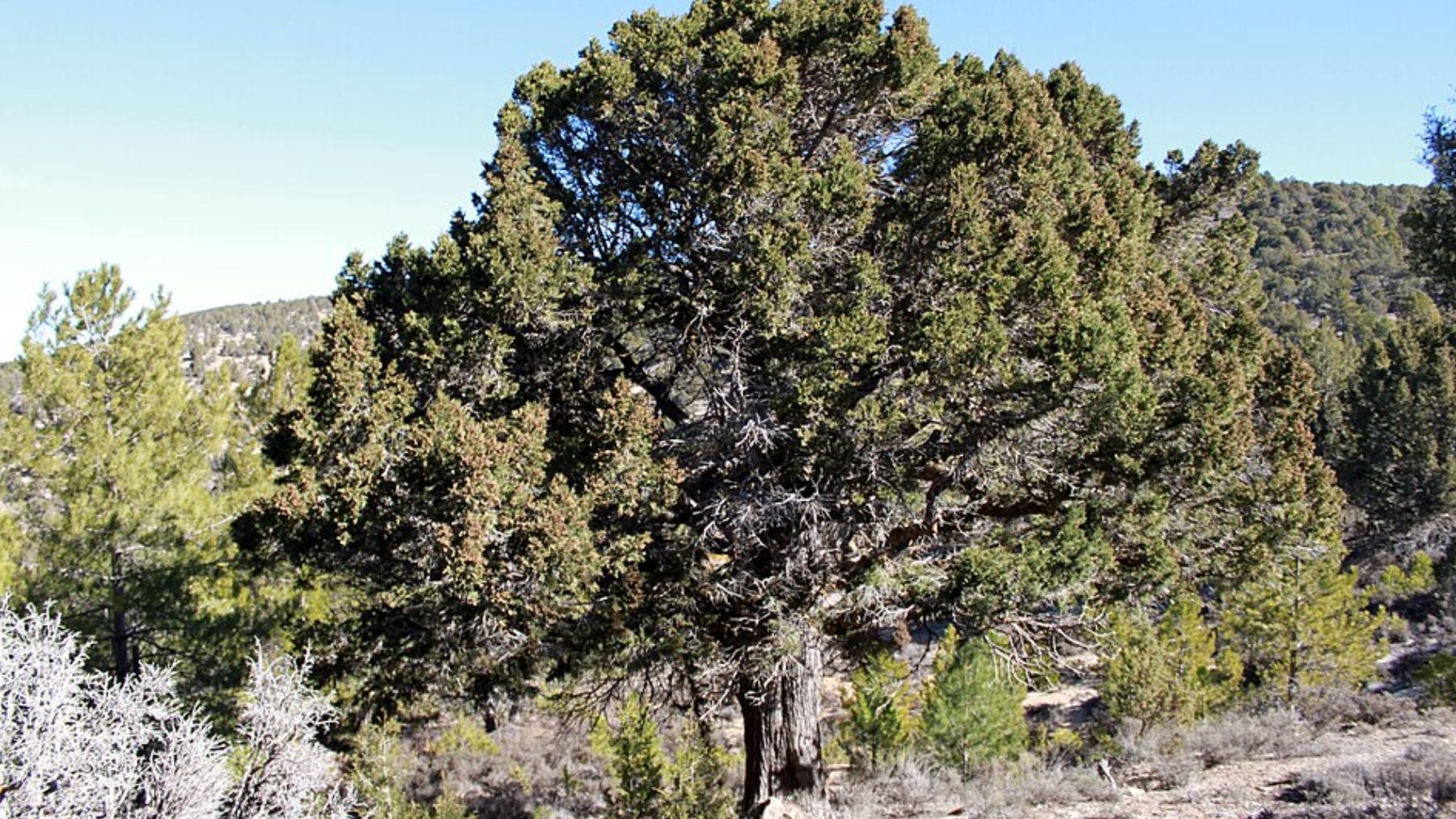 Uno de los árboles más longevos de Europa es una portentosa sabina de Aragón: podría tener hasta 1.500 años de vida