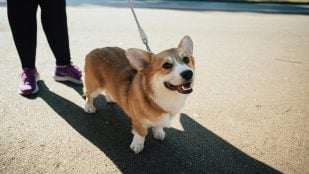 Perro tira de la correa