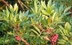Arbusto, naturaleza, curiosidades