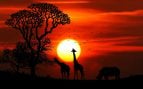 El proverbio africano