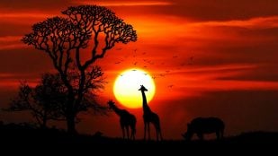El proverbio africano