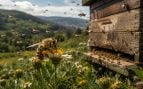 Abejas, apicultores, insectos