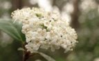 Arbusto, naturaleza, curiosidades