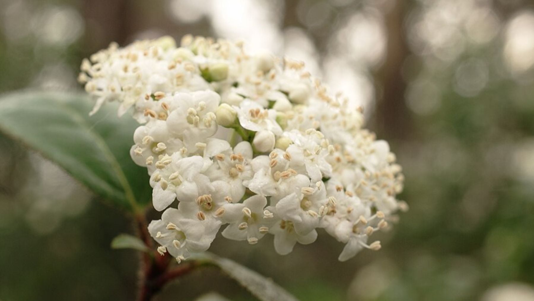 Ni rosales ni limonero: el mejor arbusto de hoja perenne que convierte tu balcón en un paraíso de flores blancas