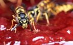 La avispa asiática no es mortal, plaga de vespa velutina, peligro avispa asiática, mortandad de la avispa asiática.