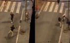 pelea, apuñalado, Badalona, bandas, machetes, Mossos d'Esquadra, Cataluña, sucesos