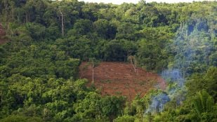 Selva amazónica