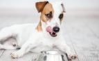 Alimento y perros