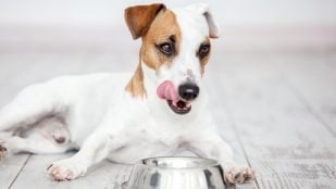Alimento y perros