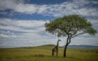 África