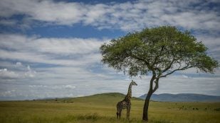 África