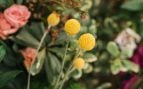 planta rara mundo