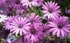 Planta, flora, curiosidades