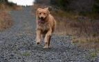 Perros, animales, mascotas