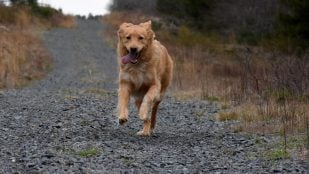 Perros, animales, mascotas