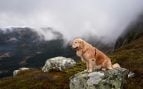 Un perro disfrutando del paisaje de alta montaña.