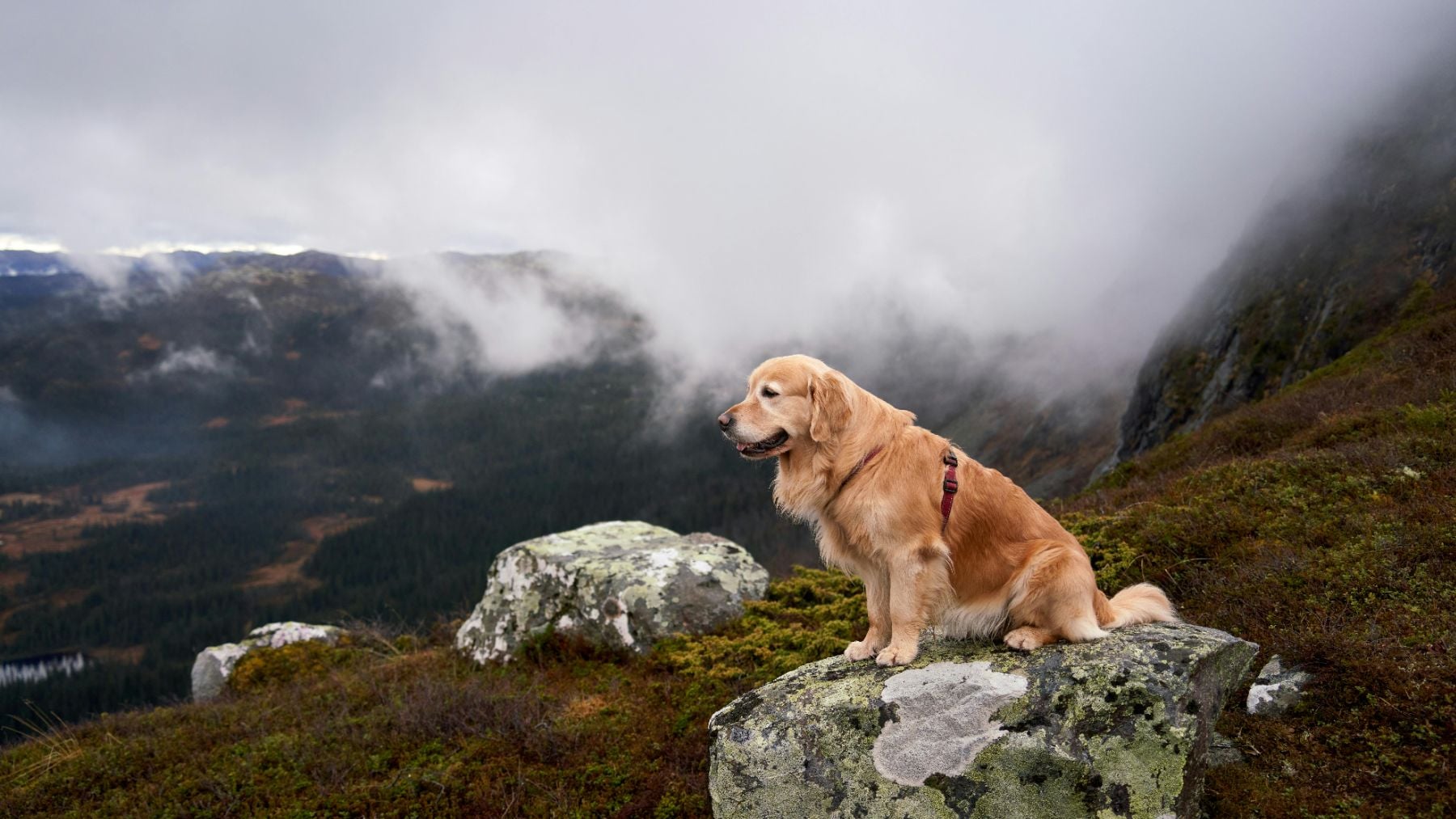 Un perro disfrutando del paisaje de alta montaña.