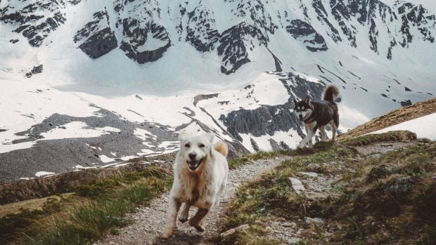 perros en la monta&ntilde;a