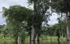 Río, Amazonas, naturaleza