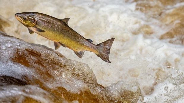 Salmón en un río