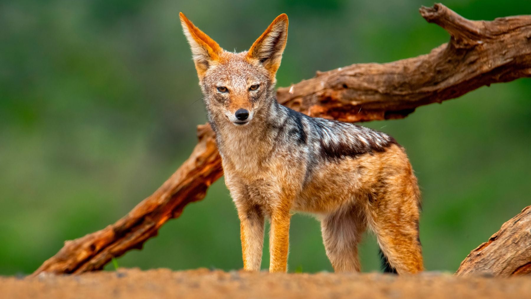 Chacal dorado