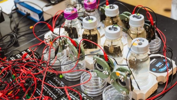 Adem&aacute;s de evaluar el carb&oacute;n activado granulado y los microbios dentro de las unidades MFC, los investigadores registran la producci&oacute;n el&eacute;ctrica en entornos m&aacute;s controlados. Foto: Universidad de Michigan
