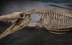 Tiranosaurio Rex