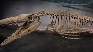 Tiranosaurio Rex