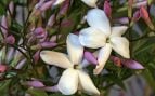 Planta, flora, curiosidades, Andalucía