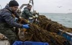 Pescadores gaditanos contra el alga asiática invasora, cómo afecta alga asiática invasora a la pesca de Cádiz, alga asiática en mar de Cádiz.