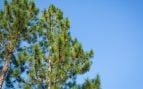 Pinos, Asturias, árboles, naturaleza
